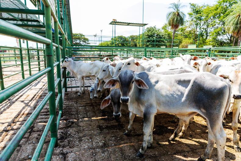 Brazil could export 7.1m tonnes of beef by 2035 Brazil could export 7.1m tonnes of beef by 2035