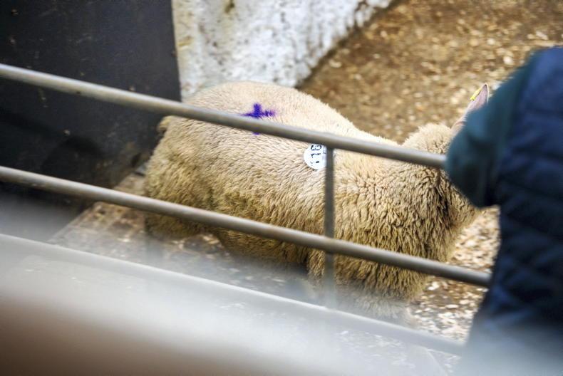 Tax officials aware VAT anomaly could be turning farmers away from marts Tax officials aware VAT anomaly could be turning farmers away from marts