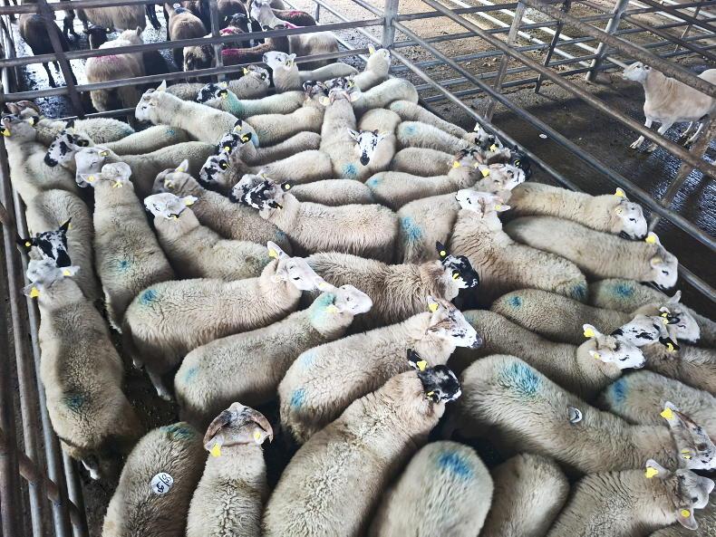 Ewes remain steady but store lambs met sticky trade in Cootehill Mart Ewes remain steady but store lambs met sticky trade in Cootehill Mart