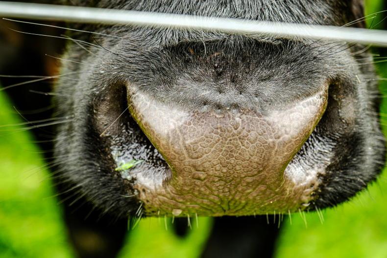 Vet labs reveal main killers of cattle and sheep last spring Vet labs reveal main killers of cattle and sheep last spring