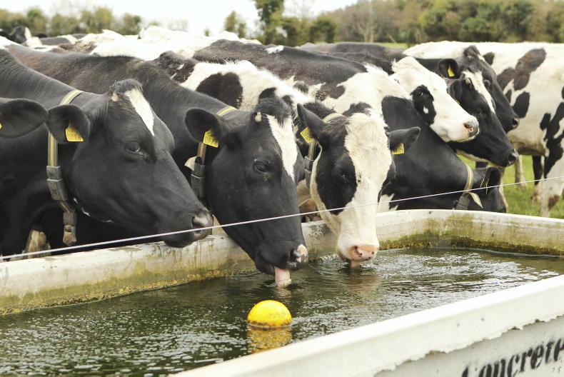 Tirlán outlines key steps for managing drought on dairy farms Tirlán outlines key steps for managing drought on dairy farms
