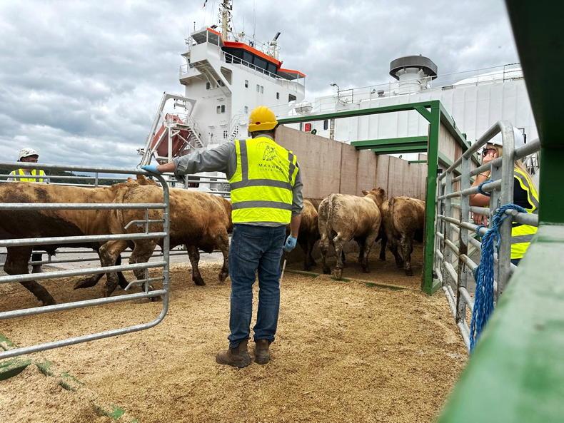 Watch: Maxwell Livestock load 1,900 bulls for Morocco Watch: Maxwell Livestock load 1,900 bulls for Morocco
