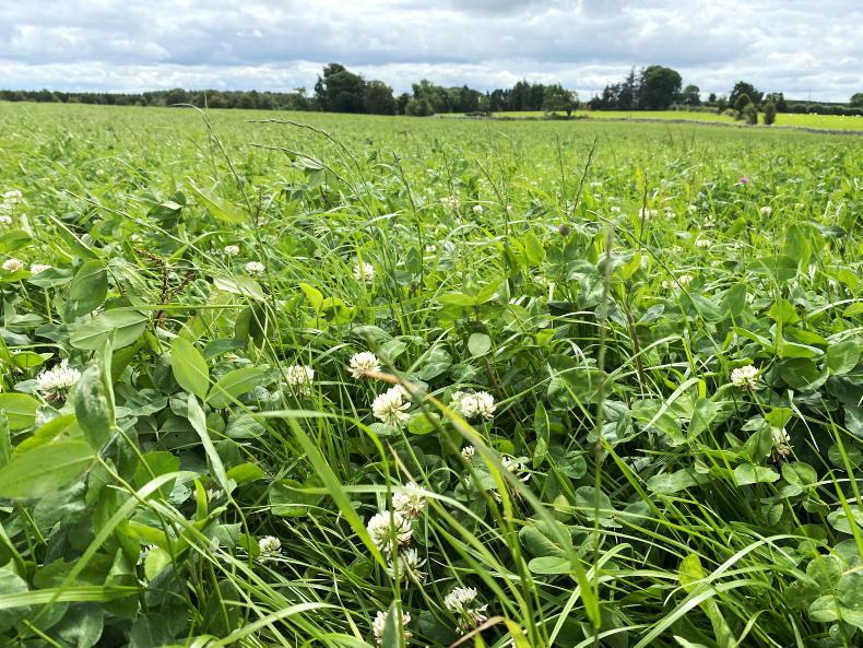 Performance of white clover varieties under intensive grazing Performance of white clover varieties under intensive grazing