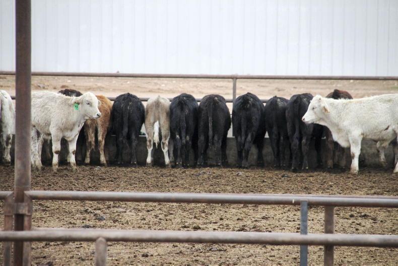 US to reopen to some Mexican cattle imports US to reopen to some Mexican cattle imports