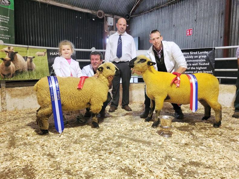 Hampshire Down impresses Welsh judge Hampshire Down impresses Welsh judge