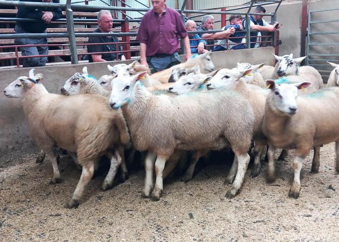 Fat lambs sell to £186 in Kilrea Mart Fat lambs sell to £186 in Kilrea Mart