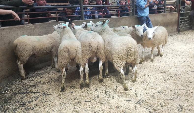 Fat lambs sell to £186 in Kilrea Mart Fat lambs sell to £186 in Kilrea Mart