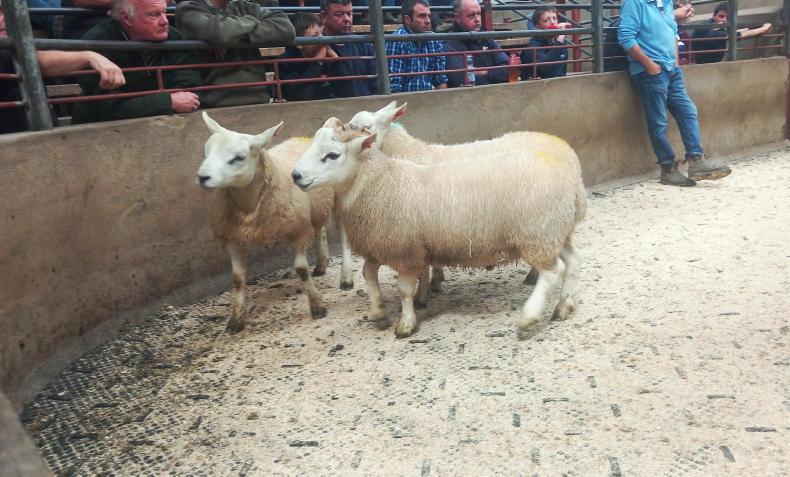 Fat lambs sell to £186 in Kilrea Mart Fat lambs sell to £186 in Kilrea Mart