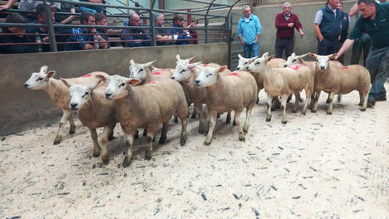 Fat lambs sell to £186 in Kilrea Mart Fat lambs sell to £186 in Kilrea Mart