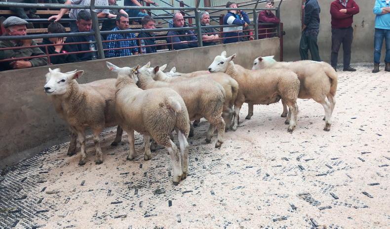Fat lambs sell to £186 in Kilrea Mart Fat lambs sell to £186 in Kilrea Mart