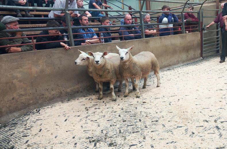 Fat lambs sell to £186 in Kilrea Mart Fat lambs sell to £186 in Kilrea Mart