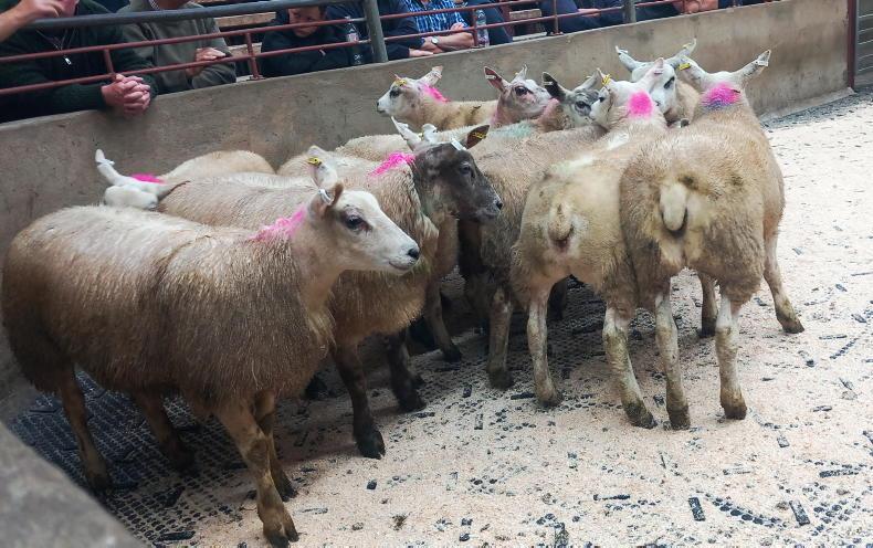 Fat lambs sell to £186 in Kilrea Mart Fat lambs sell to £186 in Kilrea Mart