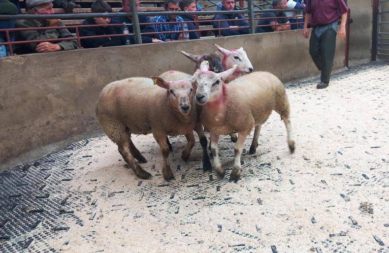 Fat lambs sell to £186 in Kilrea Mart Fat lambs sell to £186 in Kilrea Mart
