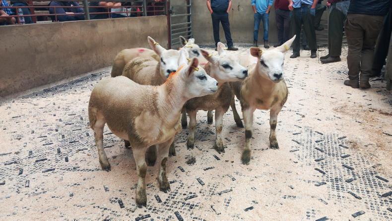 Fat lambs sell to £186 in Kilrea Mart Fat lambs sell to £186 in Kilrea Mart
