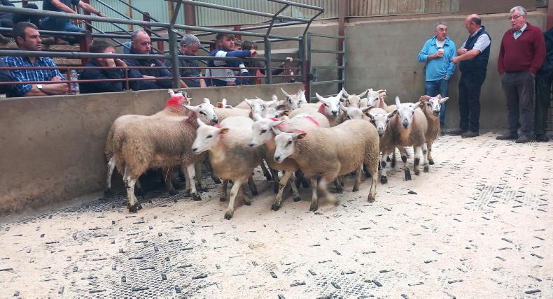 Fat lambs sell to £186 in Kilrea Mart Fat lambs sell to £186 in Kilrea Mart
