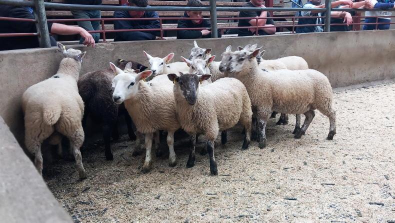 Fat lambs sell to £186 in Kilrea Mart Fat lambs sell to £186 in Kilrea Mart