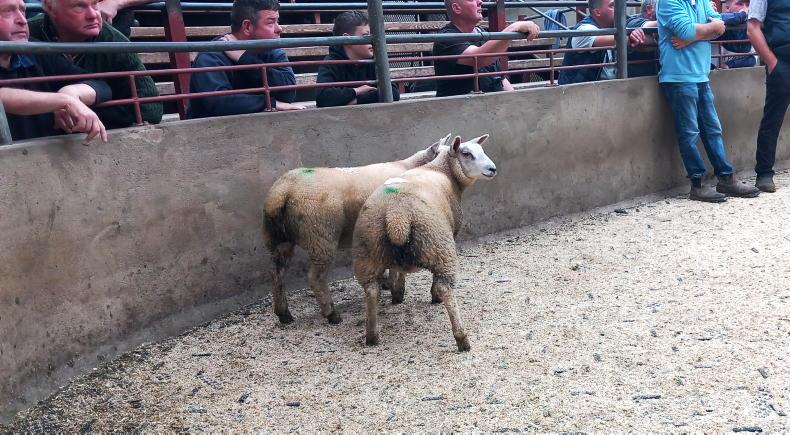 Fat lambs sell to £186 in Kilrea Mart Fat lambs sell to £186 in Kilrea Mart