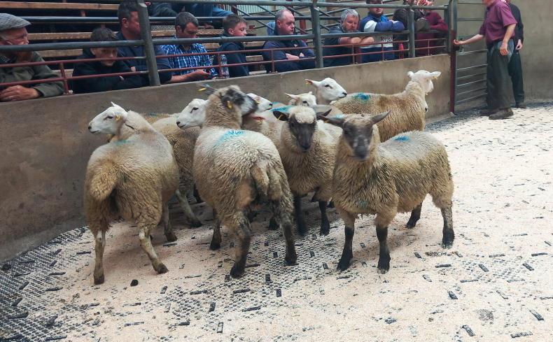 Fat lambs sell to £186 in Kilrea Mart Fat lambs sell to £186 in Kilrea Mart