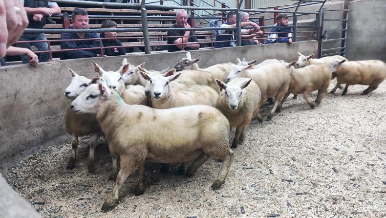 Fat lambs sell to £186 in Kilrea Mart Fat lambs sell to £186 in Kilrea Mart