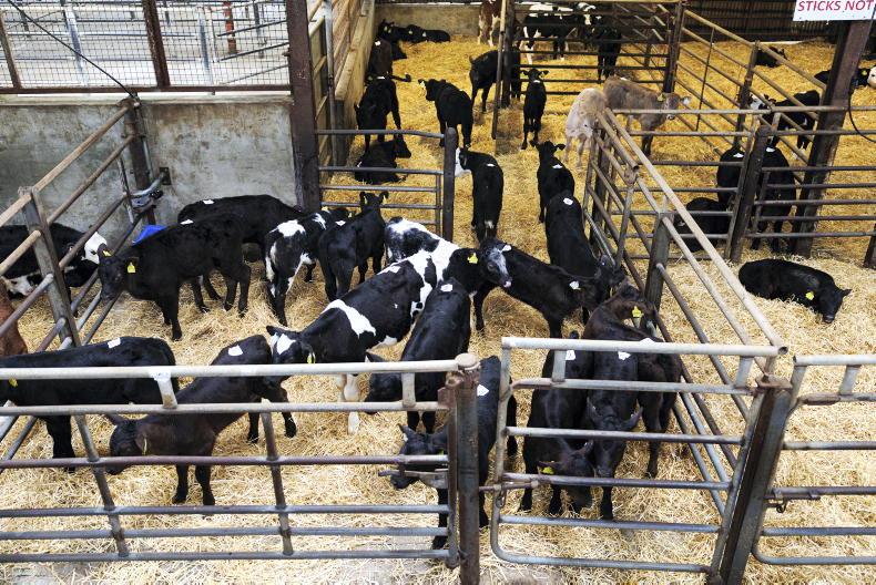 Calf exports dip on 2025 levels Calf exports dip on 2025 levels