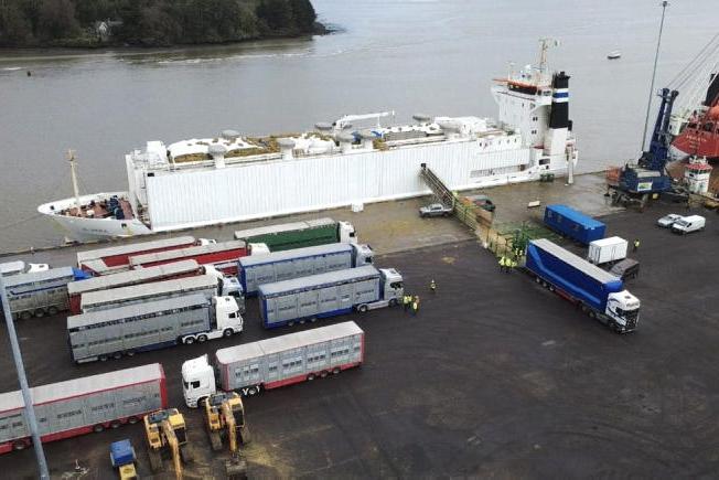Weaning exports edge ahead of 2025 levels Weaning exports edge ahead of 2025 levels