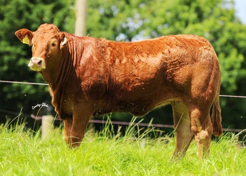 Castleview offers cream of the crop Castleview offers cream of the crop