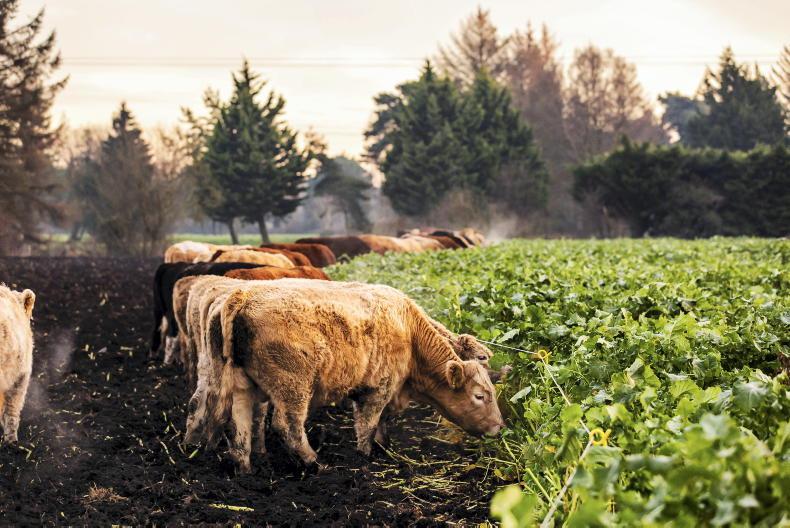 What are the options when it comes to winter forage crops? What are the options when it comes to winter forage crops?
