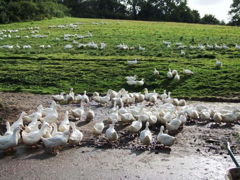 Carlow duck farmer wins latest court battle with Department Carlow duck farmer wins latest court battle with Department