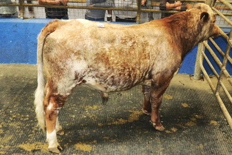 Camera at the Mart: slight easing of prices in Roscrea Camera at the Mart: slight easing of prices in Roscrea