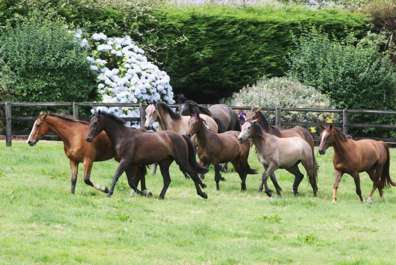 New equine profiles available on MyAgfood.ie New equine profiles available on MyAgfood.ie