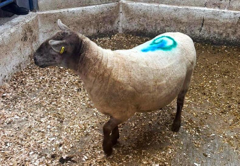 Camera at the Mart: strong demand for all types in Cahir Camera at the Mart: strong demand for all types in Cahir