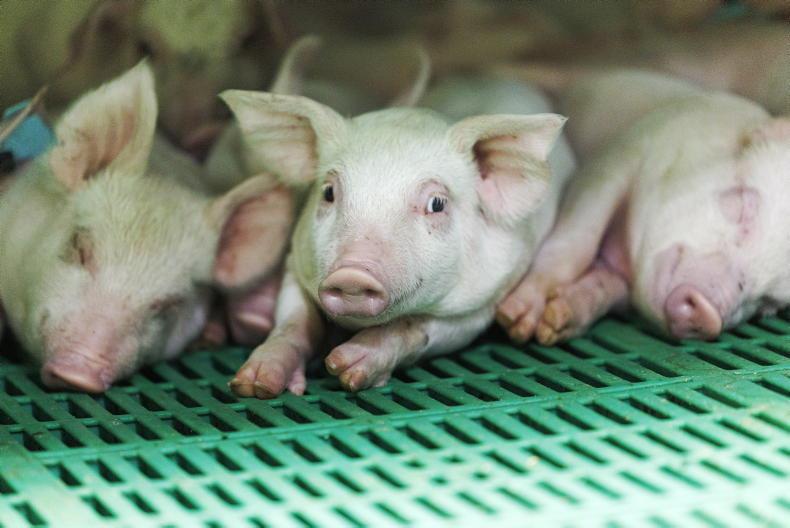 New NAP is ‘workable’ for NI pig sector New NAP is ‘workable’ for NI pig sector