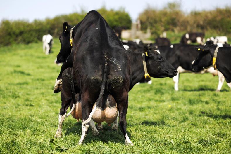 Dairy Management: financial budgets, the end of breeding and time off Dairy Management: financial budgets, the end of breeding and time off