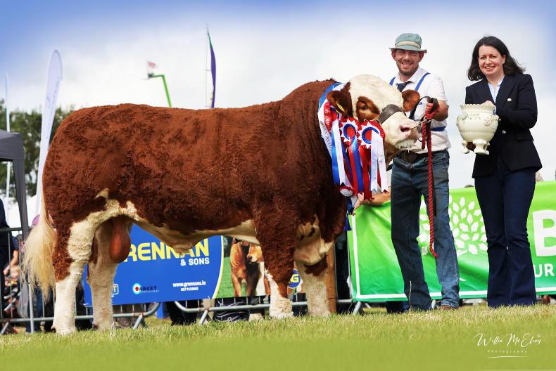 Tullamore Show: New ET and natural-bred classes for 2026-born Limousin calves Tullamore Show: New ET and natural-bred classes for 2026-born Limousin calves