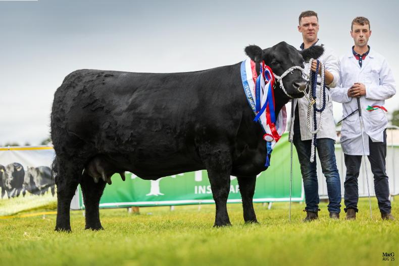 National Hereford title up for grabs in Tullamore National Hereford title up for grabs in Tullamore
