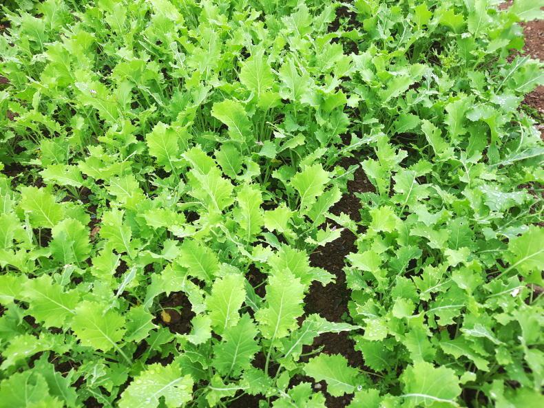Catch crops sowing dates, applications and seed mixes Catch crops sowing dates, applications and seed mixes