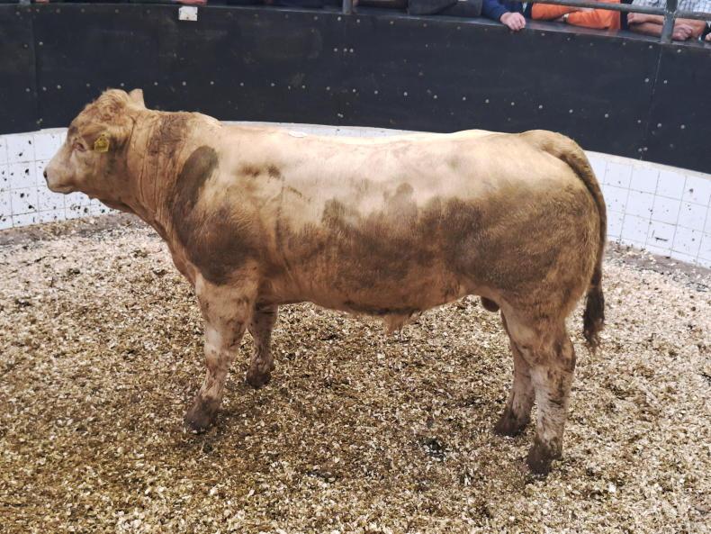 Watch: top call of €4,320 in Elphin for weanling heifers Watch: top call of €4,320 in Elphin for weanling heifers