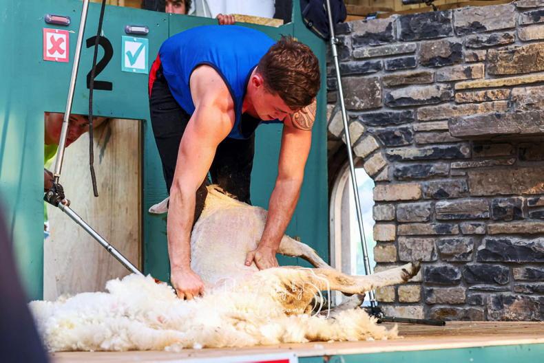 World's fastest sheep shearers to compete at Longford Charity Speed Shear World's fastest sheep shearers to compete at Longford Charity Speed Shear
