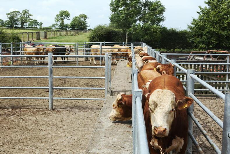 Purchasing cattle – a quick biosecurity check will help protect your herd Purchasing cattle – a quick biosecurity check will help protect your herd
