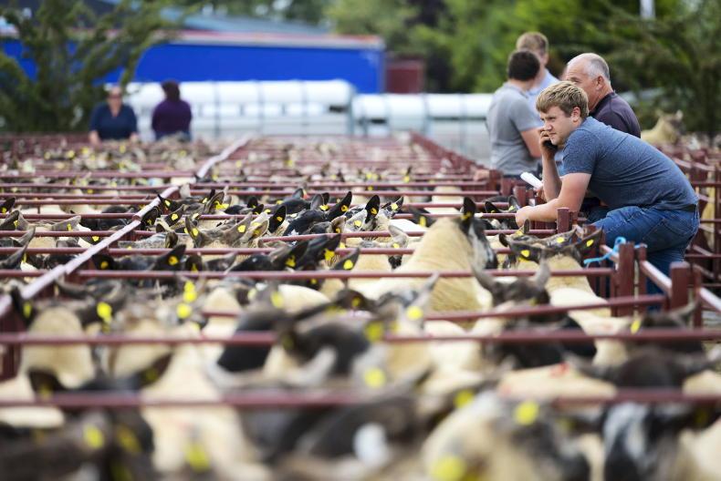 Tullow sheep breeders kick-starting breeding ewe sales Tullow sheep breeders kick-starting breeding ewe sales