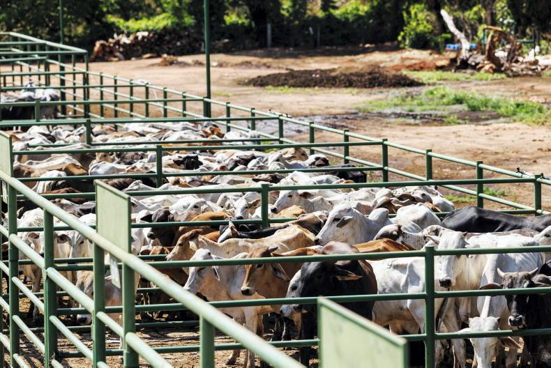 Scottish farmers call on UK to ban Brazilian beef Scottish farmers call on UK to ban Brazilian beef