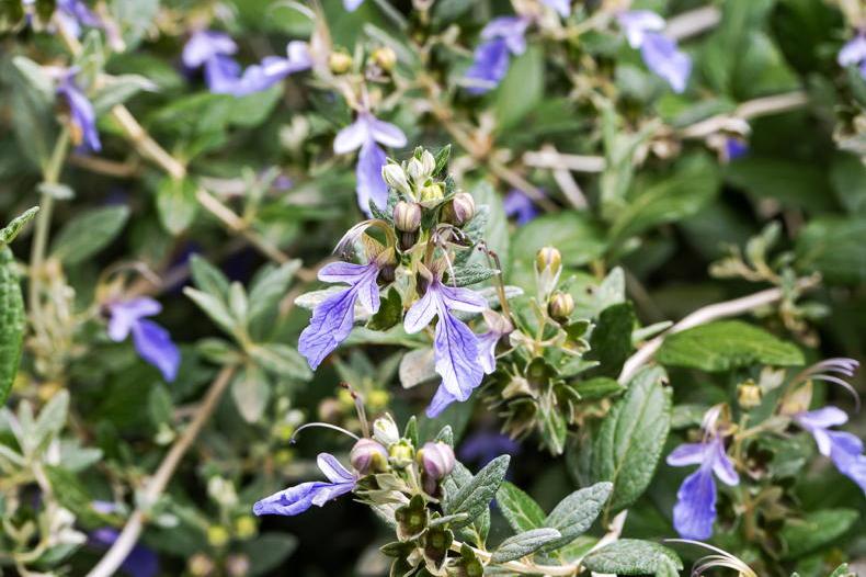 Gardening with Paul: simple ways to save your plants during a dry spell Gardening with Paul: simple ways to save your plants during a dry spell