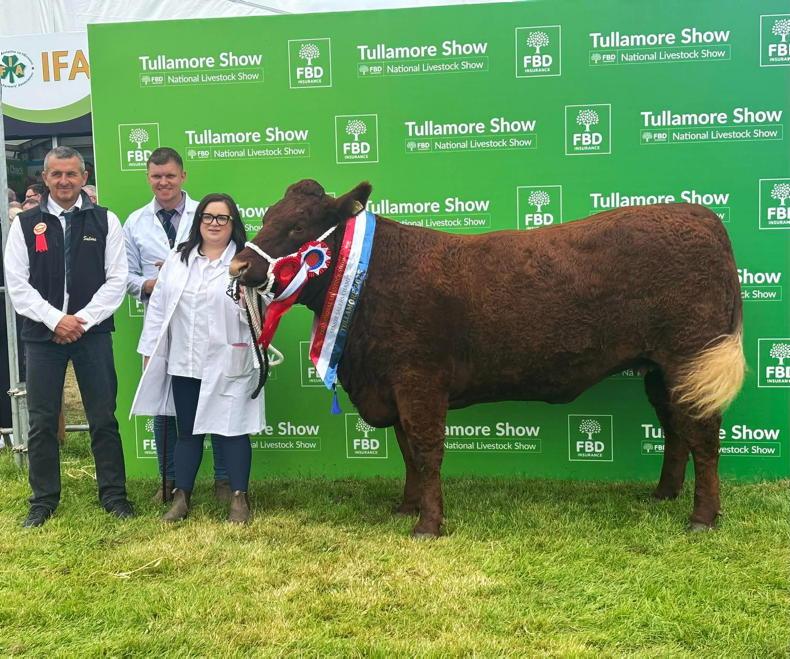 Saler all-Ireland calf titles on the line in Tullamore Saler all-Ireland calf titles on the line in Tullamore