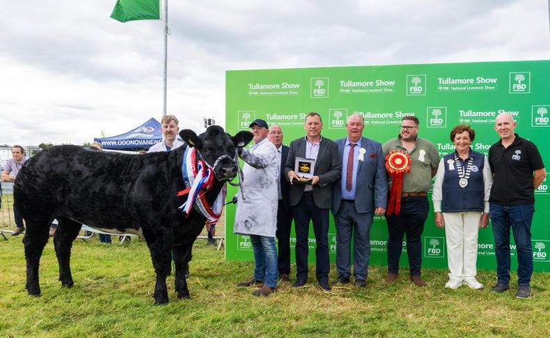 Over 300 commercial cattle set off for Tullamore Over 300 commercial cattle set off for Tullamore