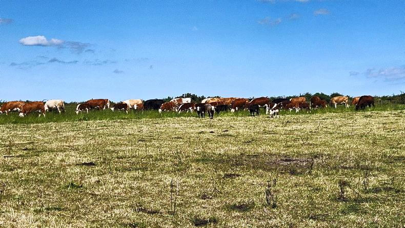 Farmer Writes: making the most of the dry weather Farmer Writes: making the most of the dry weather