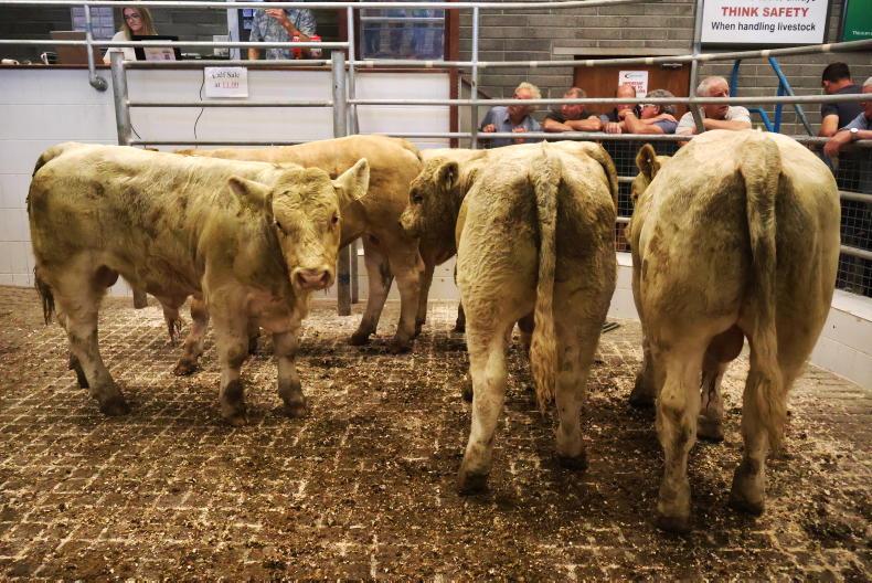 Camera at the Mart: shippers steal the show in Skibbereen Camera at the Mart: shippers steal the show in Skibbereen