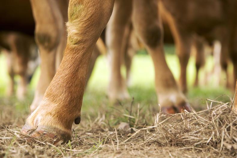 'Marksmen' shoot 50 cattle on farm in 12-hour operation 'Marksmen' shoot 50 cattle on farm in 12-hour operation