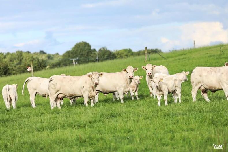 Pedigree Charolais herd impresses at IGA beef walk Pedigree Charolais herd impresses at IGA beef walk