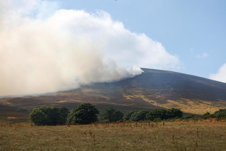 Rebuilding sheep flock obvious mechanism to offset upland fires - IFA Rebuilding sheep flock obvious mechanism to offset upland fires - IFA