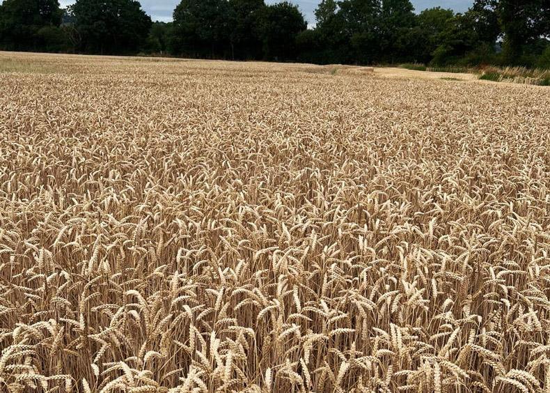 Drought hitting crops on light land Drought hitting crops on light land